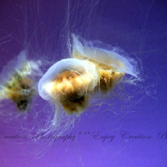 Translucent Jellyfish
