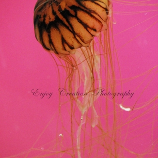 Orange Striped Jellyfish